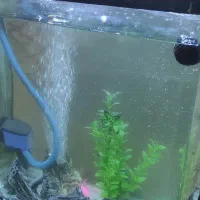 اکواریوم باهمه وصایل|ماهی|قم, کلهری|دیوار