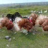 بوقلمون نر وماده بور بور و انگلیسی