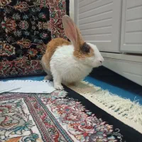 خرگوش زیبا وبازی گوش