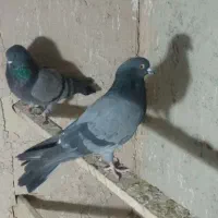 سه جفت کفتر کبوتر پرشی مایه|پرنده|هشتگرد, هشتگرد قدیم|دیوار