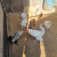 فروش مرغ و خروس برهما اصل پرپا