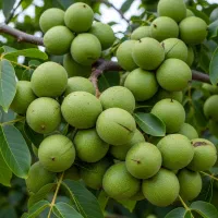 فروش نهال گردو فرنت در رشت، مستقیم از تولیدکننده