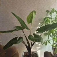 گیاه بابا آدم|گل و گیاه طبیعی|تهران, والفجر (افسریه)|دیوار