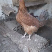 ۱عدد جوجه مرغ ۳ماهه ۱عدد خروس ۵ماهه سیاه