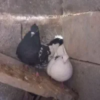 یک جفت کبوتر نرکله بهبانی وماده سفید پلاکی