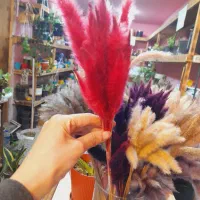 گل خشک دم رباهی بسته ۱۰تایی ۳۵تومن|گل مصنوعی|رشت, فلسطین|دیوار