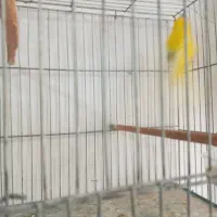 قناری نر آماده و مست|پرنده|ماکو, |دیوار