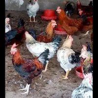 خروس نزری باب مراسمات طایفه ای|حیوانات مزرعه|کرمانشاه, |دیوار