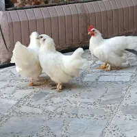 فروش مرغ و خروس زنده