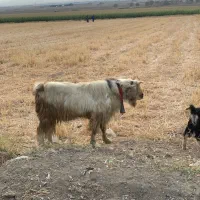 نربز برره  میش بز ۱۵ تومن|حیوانات مزرعه|کهریزک, |دیوار