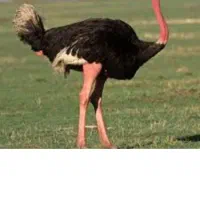 شترمرغ