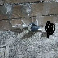 کفتر فروشی|پرنده|مشهد, امیریه|دیوار