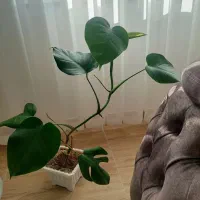 گلهای طبیعی و زیبا و شاداب|گل و گیاه طبیعی|سراب, |دیوار