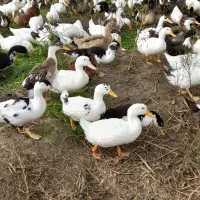 فروش اردک دو منظوره پکنی