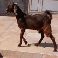 40راس میش آبستن درحال زایش مادردختر سرحال