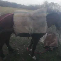 اسب 6 سال عاقل و باری|اسب و تجهیزات اسبسواری|نشتارود, |دیوار