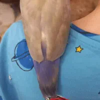 طوطی برزیلی|پرنده|کرج, اصفهانی‌ها|دیوار