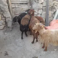 گوسفند زنده کیلویی ۲۵۰تومن