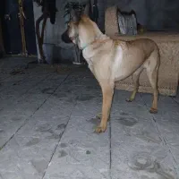 سگ مالینیوز|سگ|کرمانشاه, |دیوار