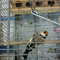 سره تیپ دار