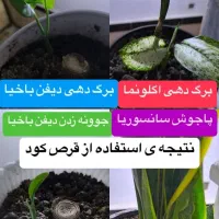 قرص کود ارگانیک|گل و گیاه طبیعی|نیریز, |دیوار