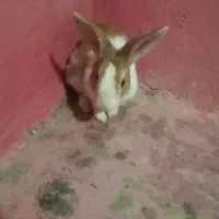 خرگوش|موش و خرگوش|اندیکا, |دیوار