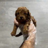 توی پودل عروسکی دارک رد نر