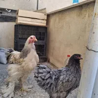 تخم مرغ برهما|حیوانات مزرعه|دهدشت, |دیوار