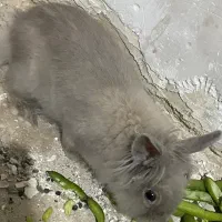 خرگوش