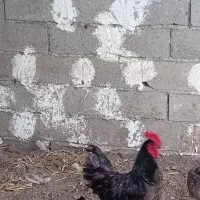 استرالوپ