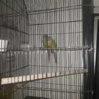 دو تا کرینج نر ووماده ماده خودمه یک سالشونه