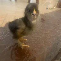 جوجه‌مرندی اصیل