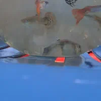 ماهی گوپی|ماهی|مرودشت, ژیان|دیوار