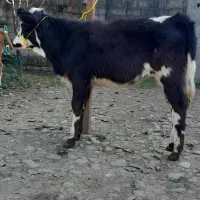 دوراس گوساله سیمینتال ماده لیشه گاو|حیوانات مزرعه|رشت, پل تالشان|دیوار