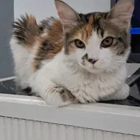 گربه واگذاری