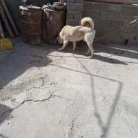 هر دو چهارده ماهه بدون ایراد|سگ|شاهین دژ, |دیوار
