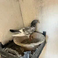 کبوتر تهرانی