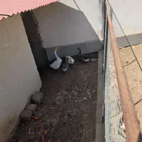 قو غاز و مرغ|حیوانات مزرعه|قزوین, |دیوار
