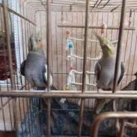 یک جفت کوتوله