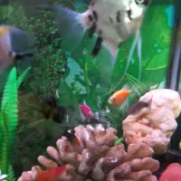 ماهی گیاه خوار