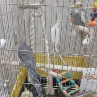 عروس هلندی