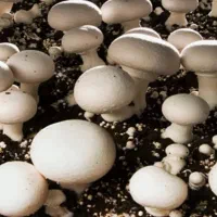 جذب نیرو متخصص پرورش قارچ