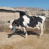 گاو‌آبستن‌هلشتاین‌شیری|حیوانات مزرعه|دره شهر, |دیوار