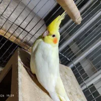 فروش فوری ۲ جوجه عروس هلندی لوتینو تاج پرنسسی