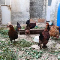 مرغ تخم گذار