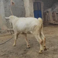 بز سانن نر|حیوانات مزرعه|سرشیو, |دیوار