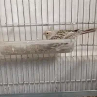 ماده قناری جفت خور سهره