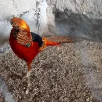 فروش طاووس بالغ وجوجه|پرنده|رشت, گلباغ نماز|دیوار