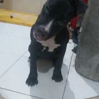 واگذاری تماس بگیرید لطفا|سگ|شهریار, شهریار|دیوار