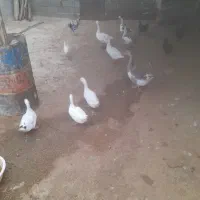 قاز و اردک